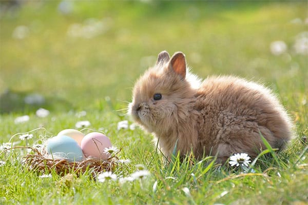 Cute baby Easter bunny with decorated eggs in a basket