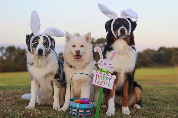 Dogs dressed for Easter in bunny ears with a basket of eggs