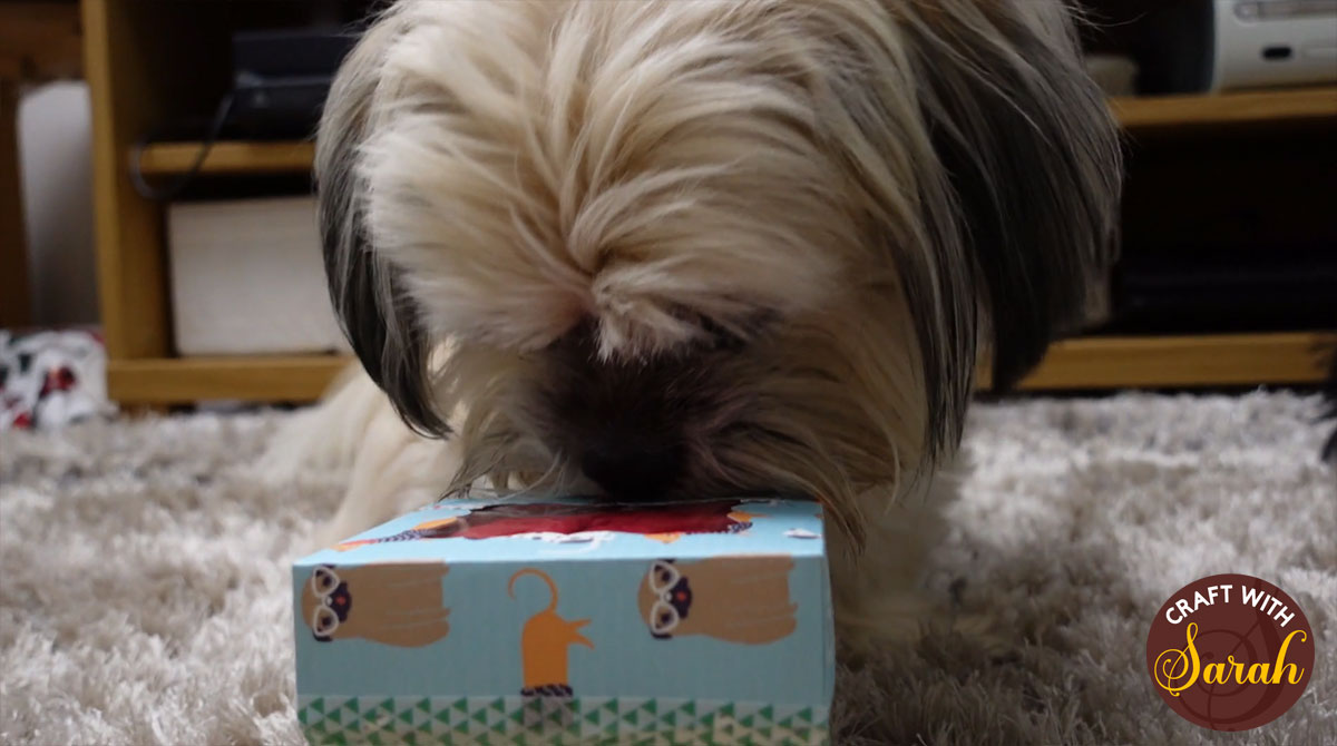 Dog with DIY puzzle toy