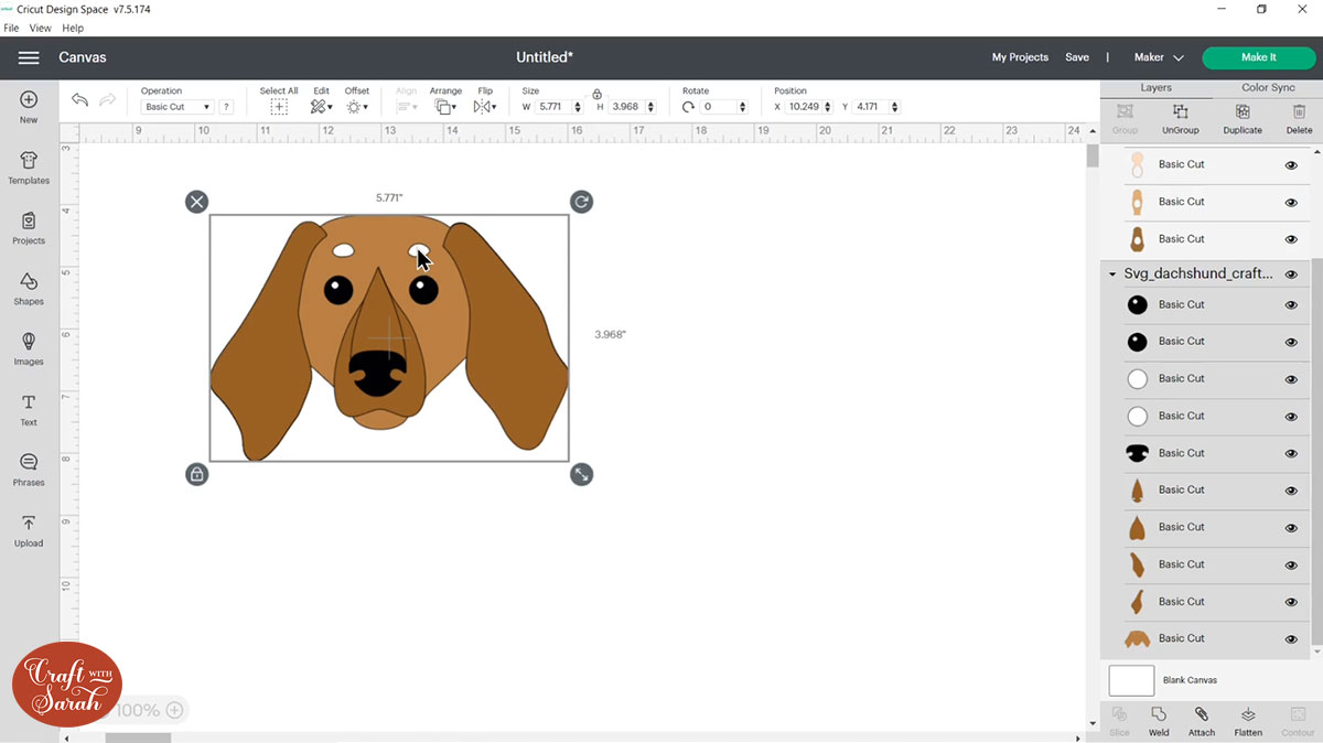 Head layers of the dog